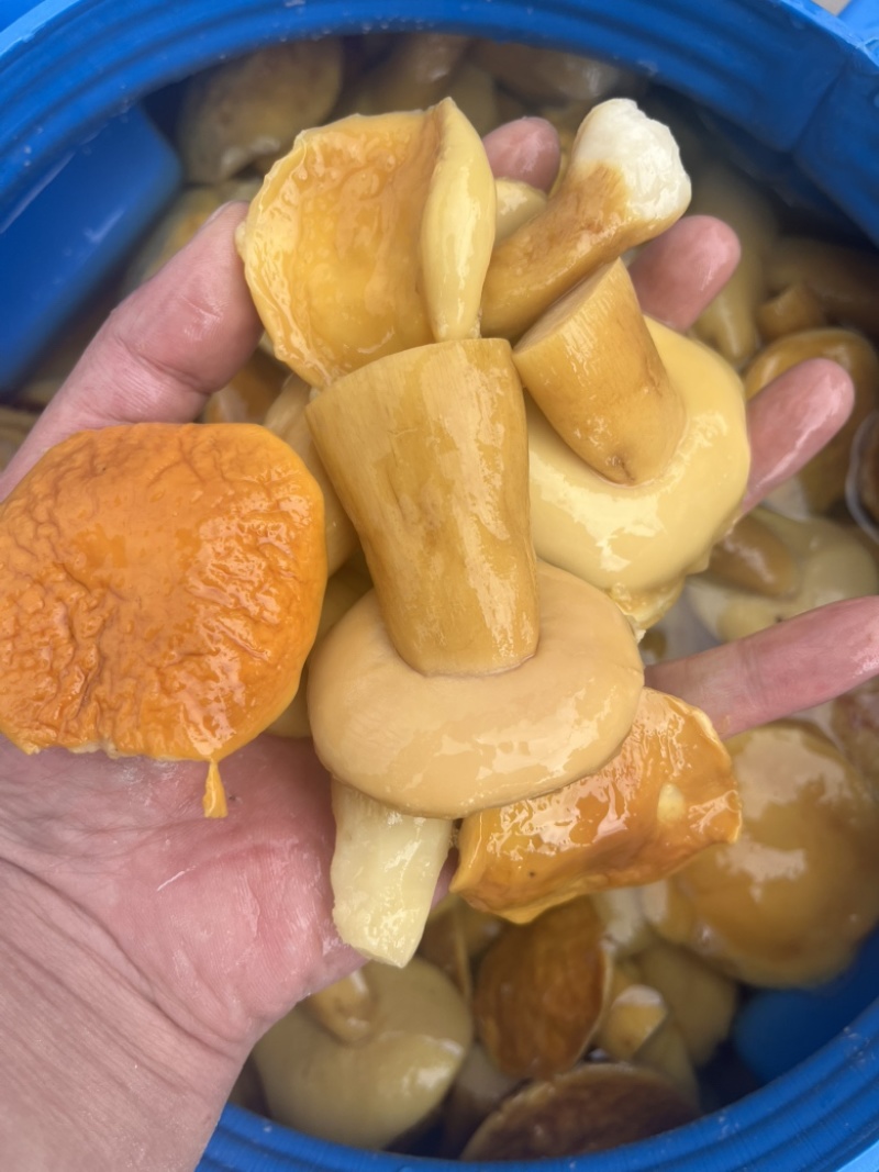 美味牛肝菌白牛肝盐水货大腿菇酒店火锅店直供批发