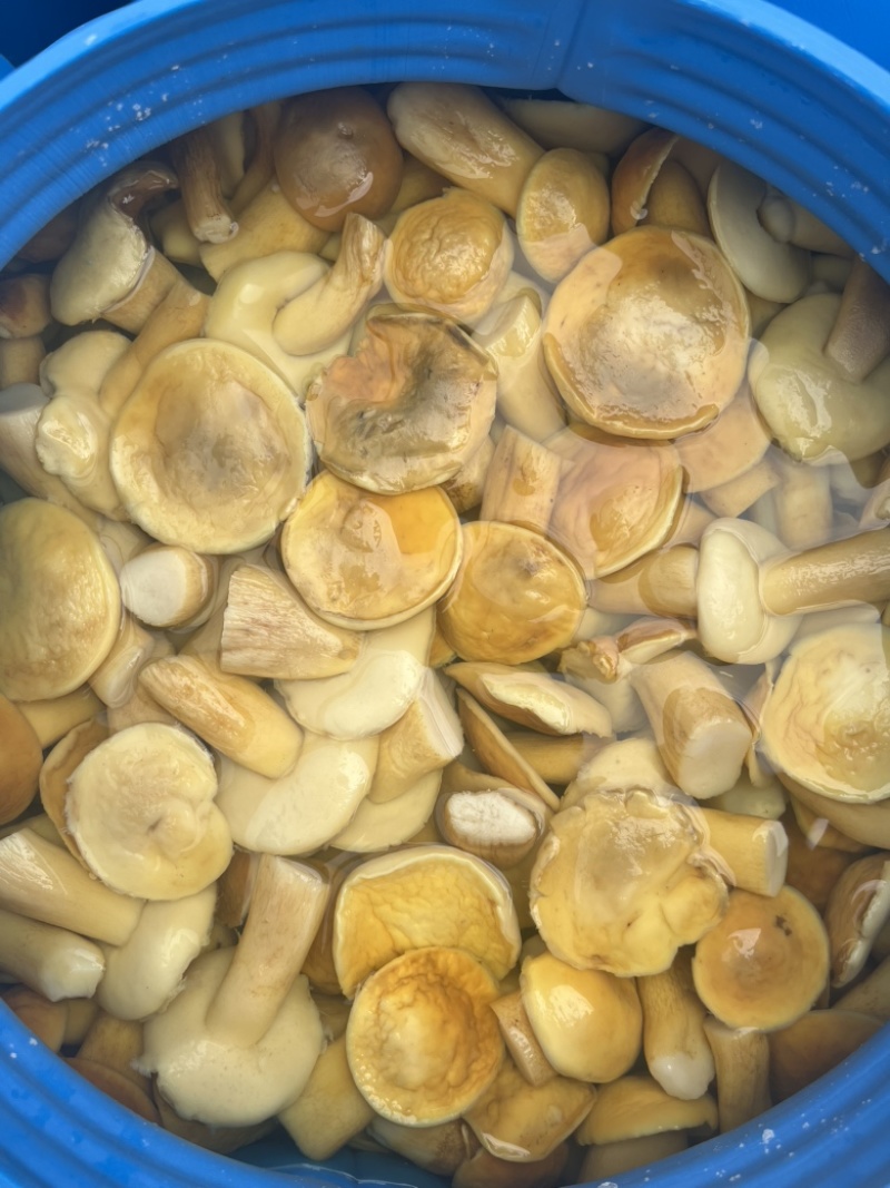 美味牛肝菌白牛肝盐水货大腿菇酒店火锅店直供批发