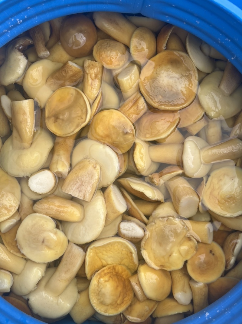 美味牛肝菌白牛肝盐水货大腿菇酒店火锅店直供批发