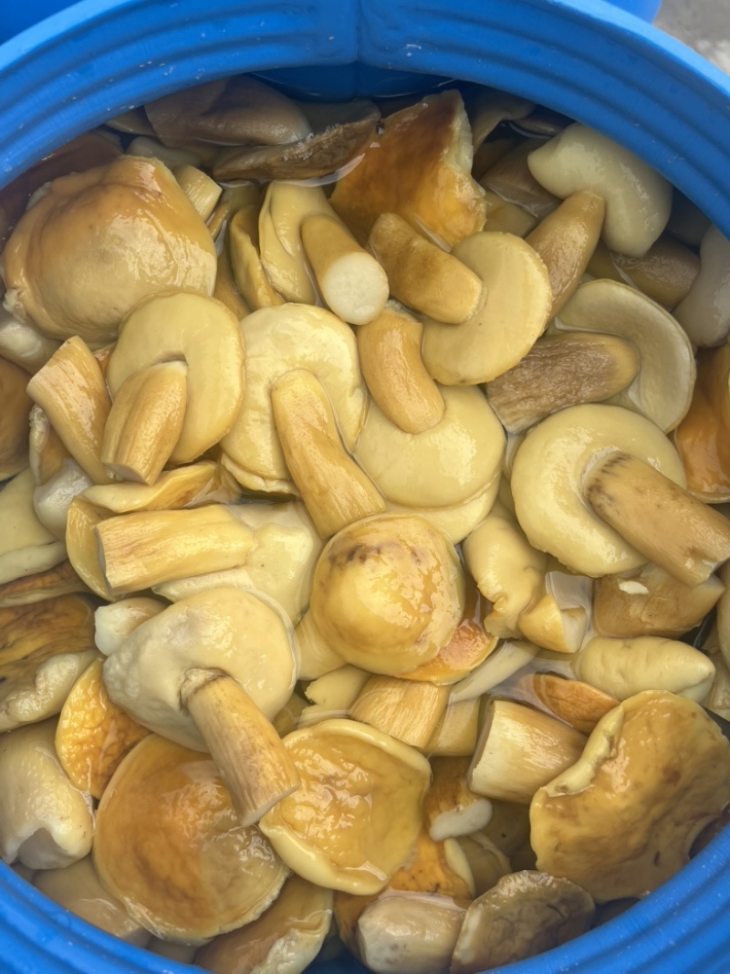 美味牛肝菌白牛肝盐水货大腿菇酒店火锅店直供批发