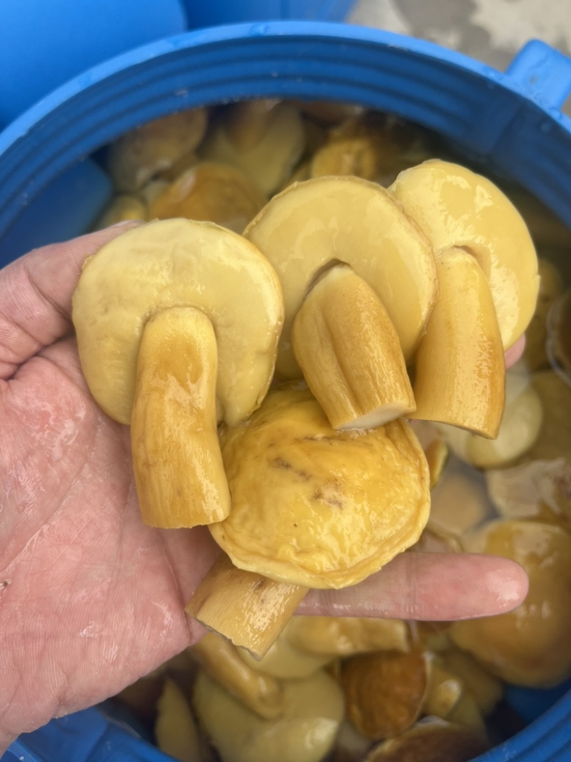 美味牛肝菌白牛肝盐水货大腿菇酒店火锅店直供批发
