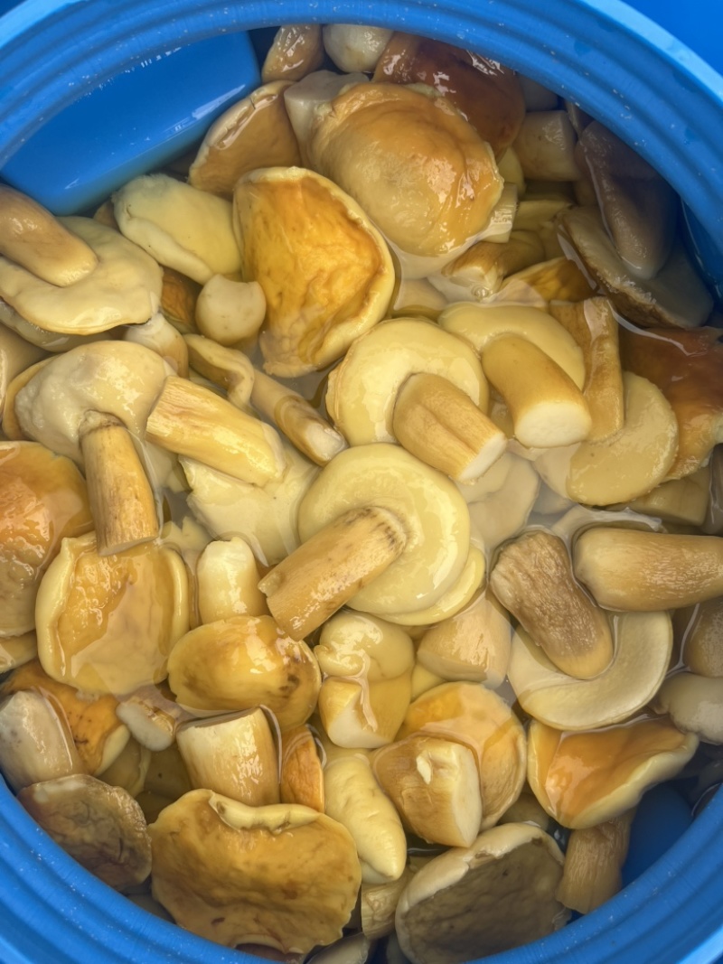 美味牛肝菌白牛肝盐水货大腿菇酒店火锅店直供批发