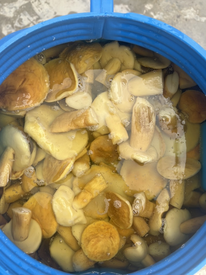 美味牛肝菌白牛肝盐水货大腿菇酒店火锅店直供批发