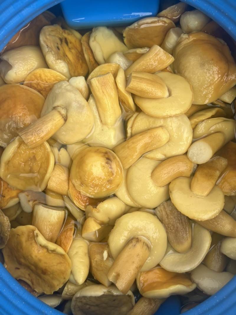 美味牛肝菌白牛肝盐水货大腿菇酒店火锅店直供批发