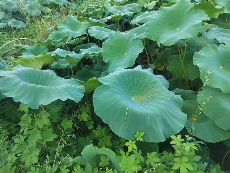 鲜荷叶