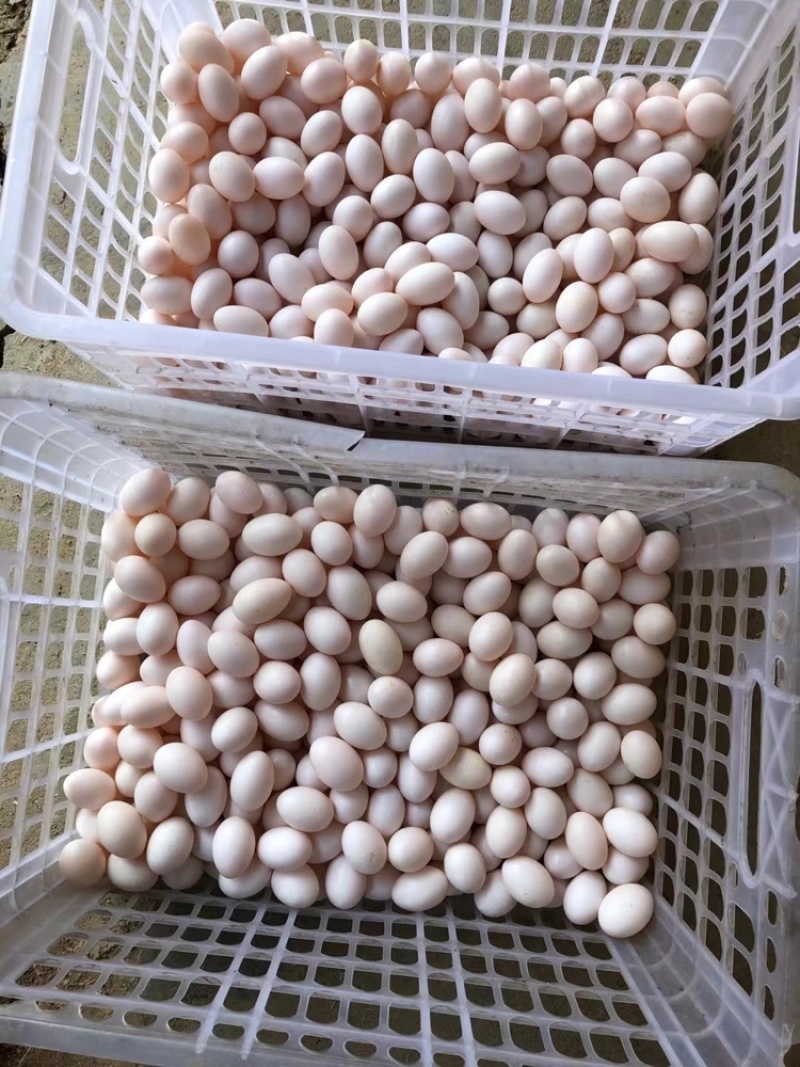 鸽子蛋湖北鸽子蛋，自家养殖，长期供应鸽子蛋