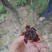 丁庄夏黑葡萄