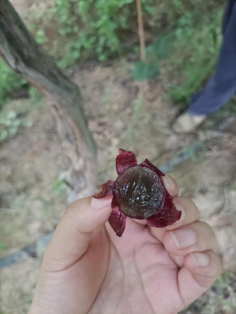 丁庄夏黑葡萄