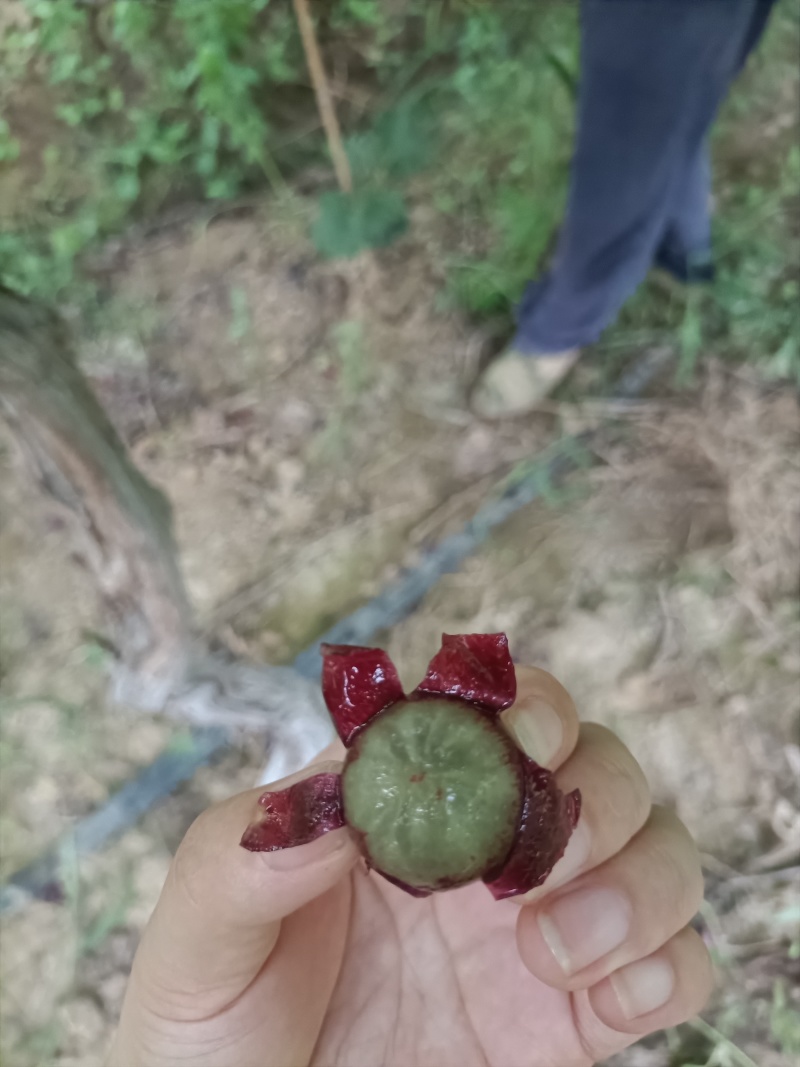 丁庄夏黑葡萄