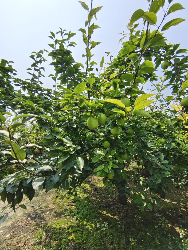 早酥梨，单果四两以上