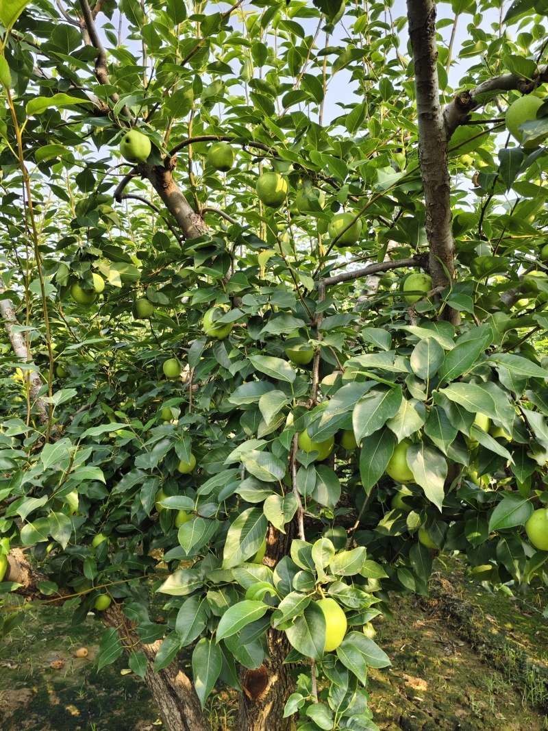 早酥梨，单果四两以上