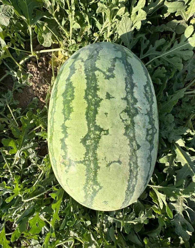 金城5号西瓜宁夏西瓜产地直发一手货源皮薄瓜甜