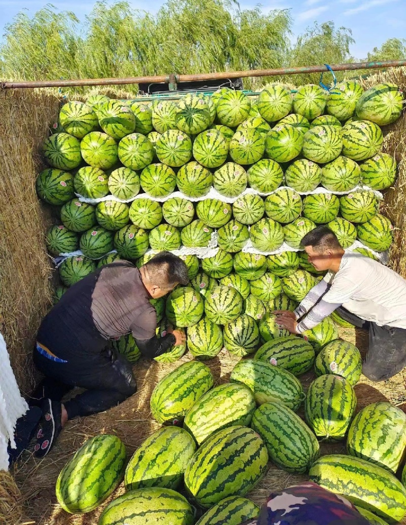 金城5号西瓜宁夏西瓜产地直发一手货源皮薄瓜甜