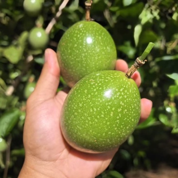 钦蜜9号又名黄金百香果
