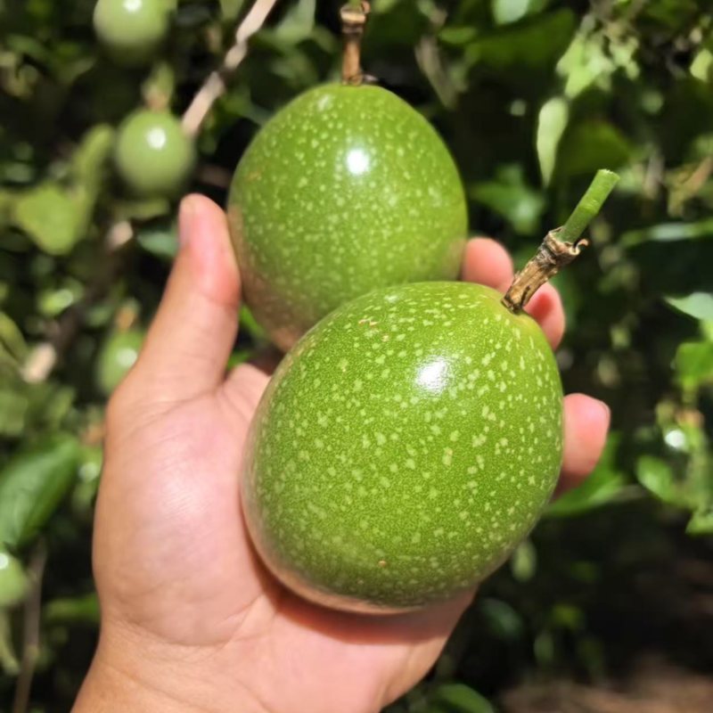 钦蜜9号又名黄金百香果
