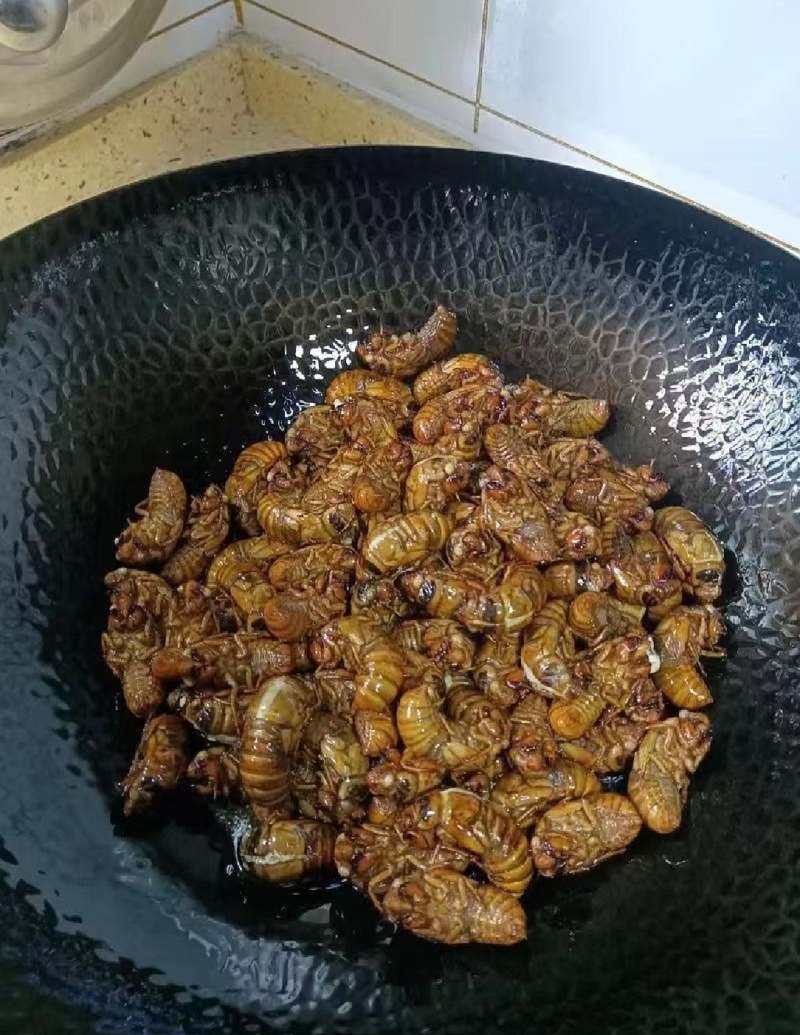 砀山蝉蛹个大肉多
