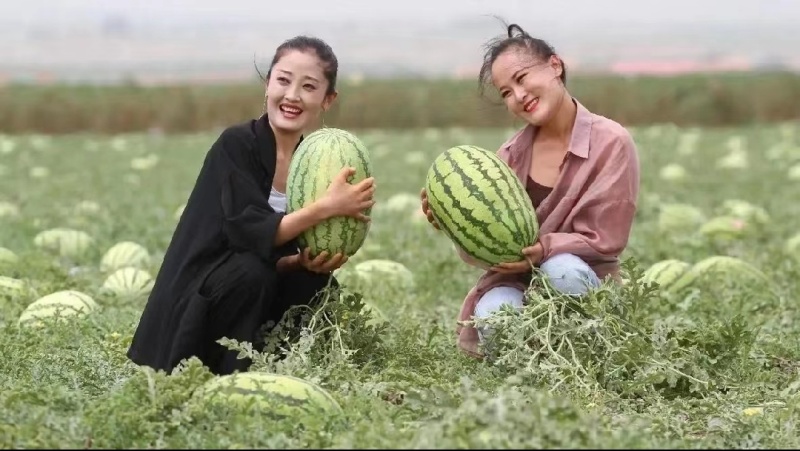 金花6号西瓜宁夏西瓜产地直发甘甜爽口代发全国等