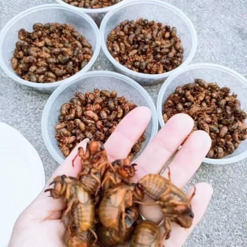 砀山蝉蛹个大肉多好吃极了。