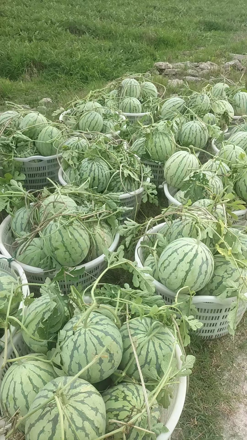 美都西瓜大批量上市，欢迎采购咨询