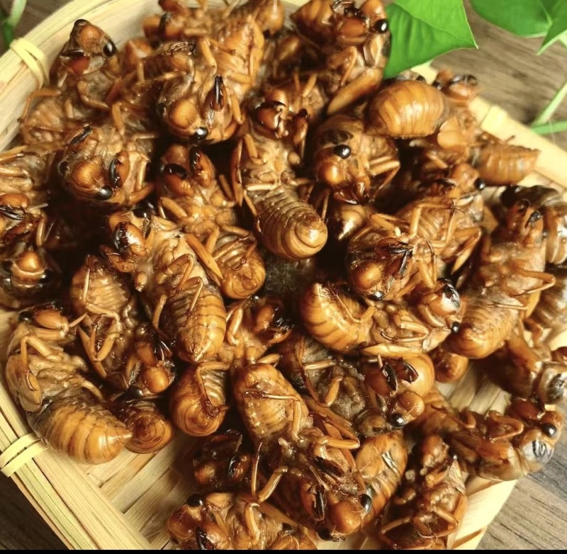 砀山蝉蛹个大肉多好吃极了。