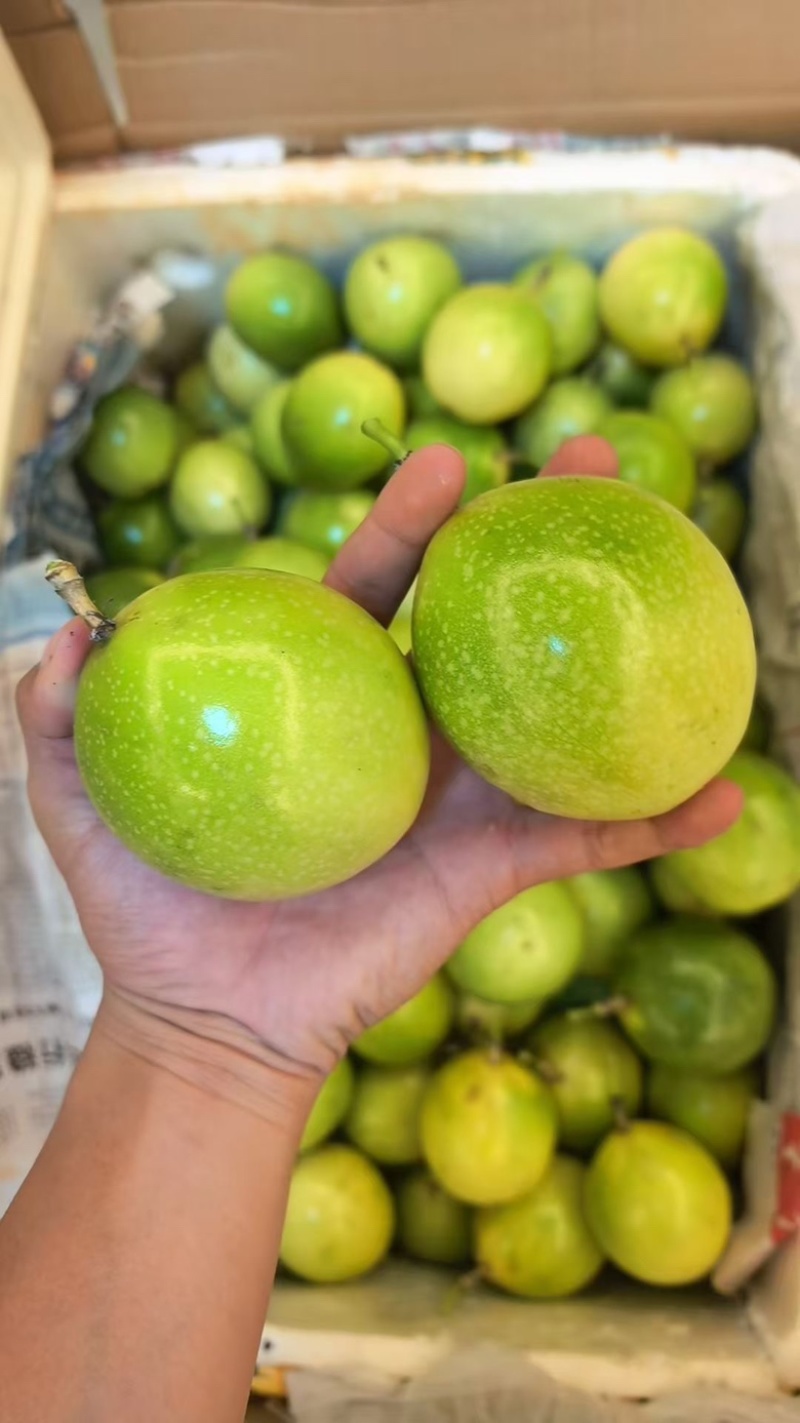 钦蜜9号又名黄金百香果