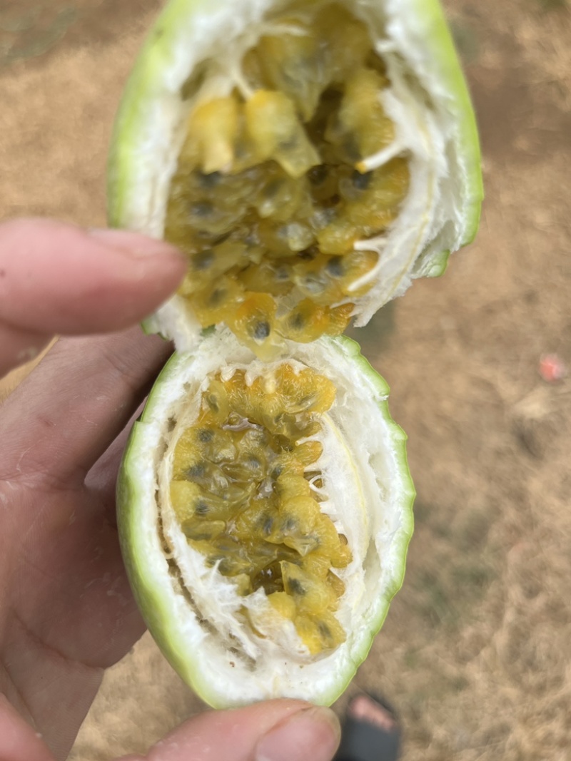 钦蜜9号又名黄金百香果