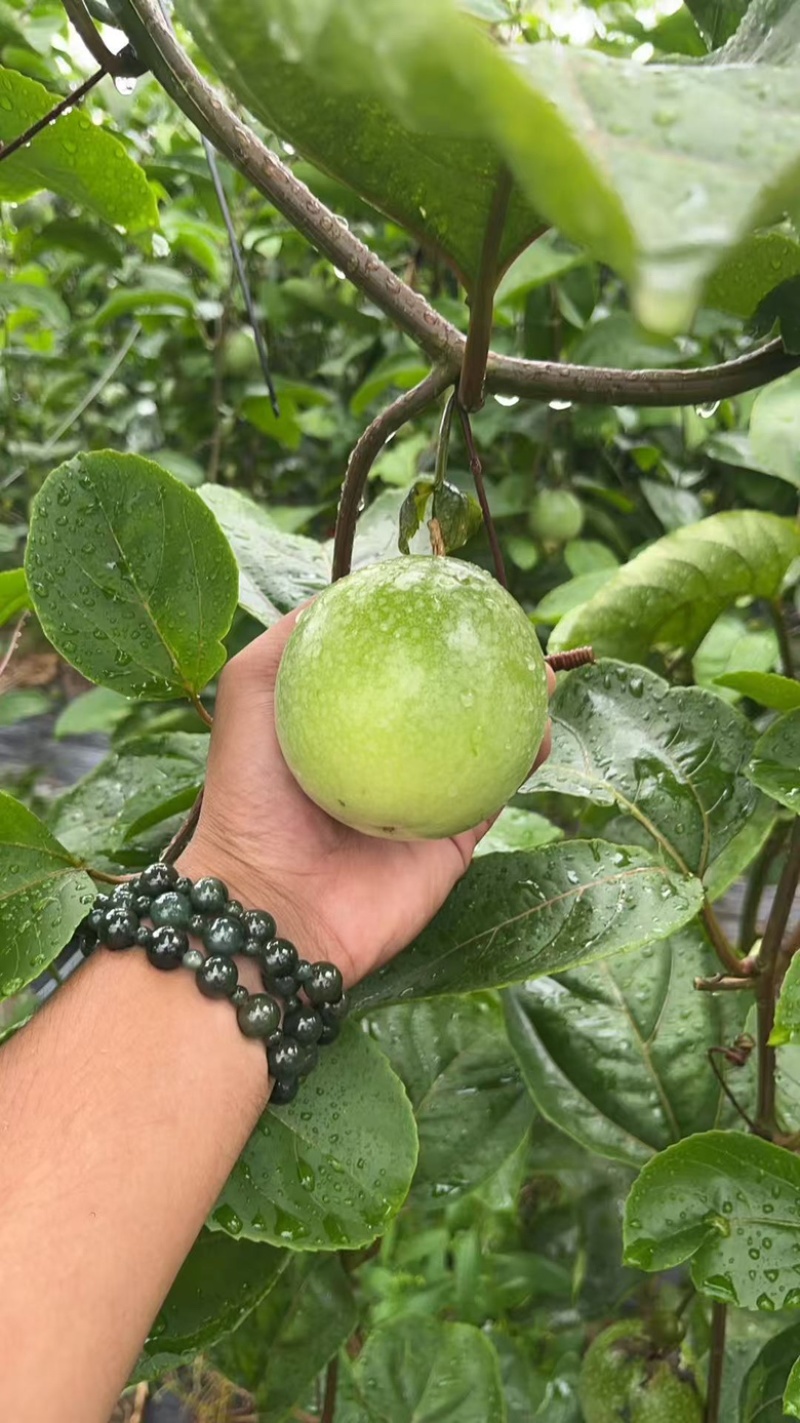 钦蜜9号又名黄金百香果