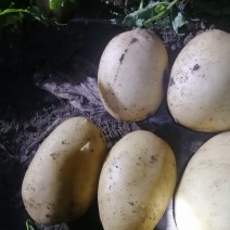 精品沃土五号十