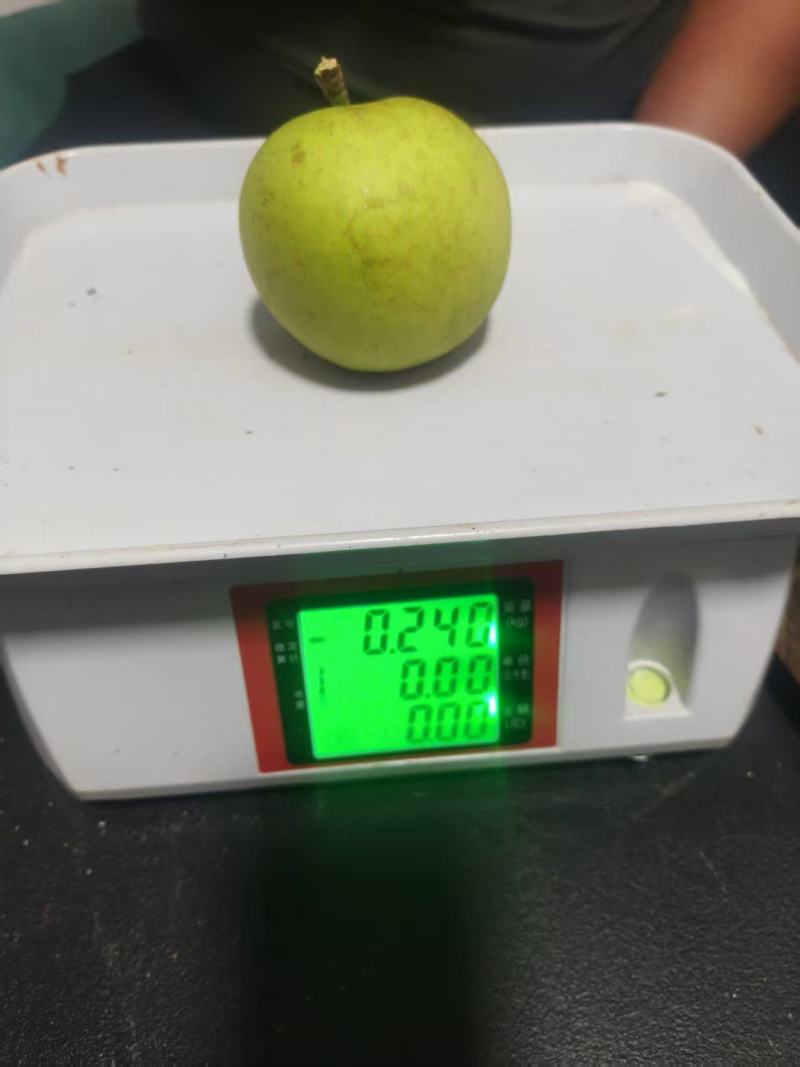 新世纪梨，糖度已达标，对接所有渠道欢迎各老板采购