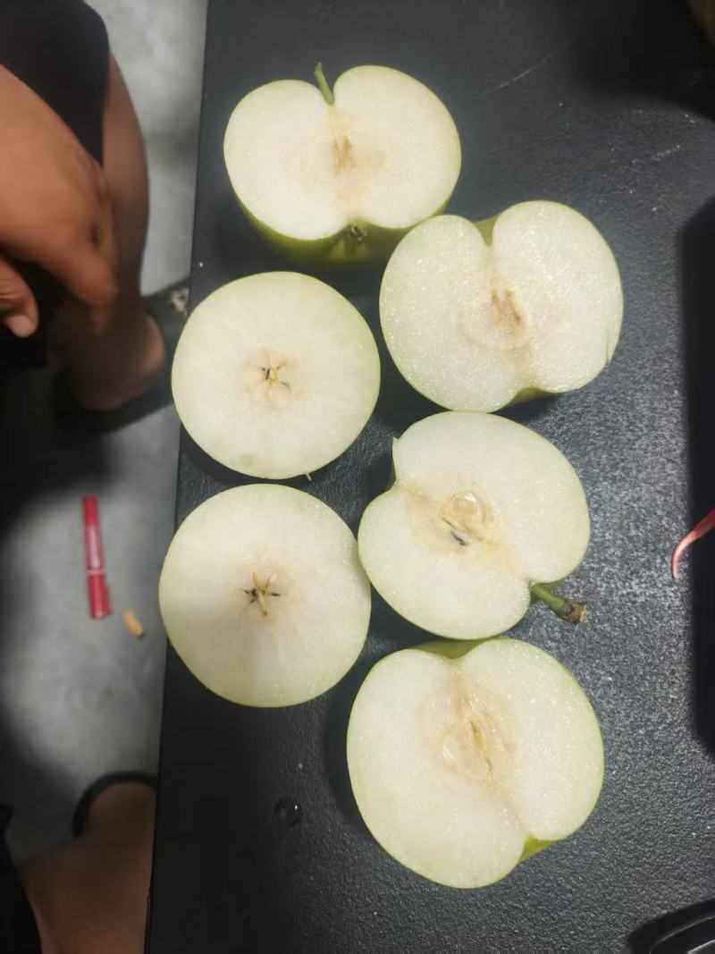 新世纪梨，糖度已达标，对接所有渠道欢迎各老板采购