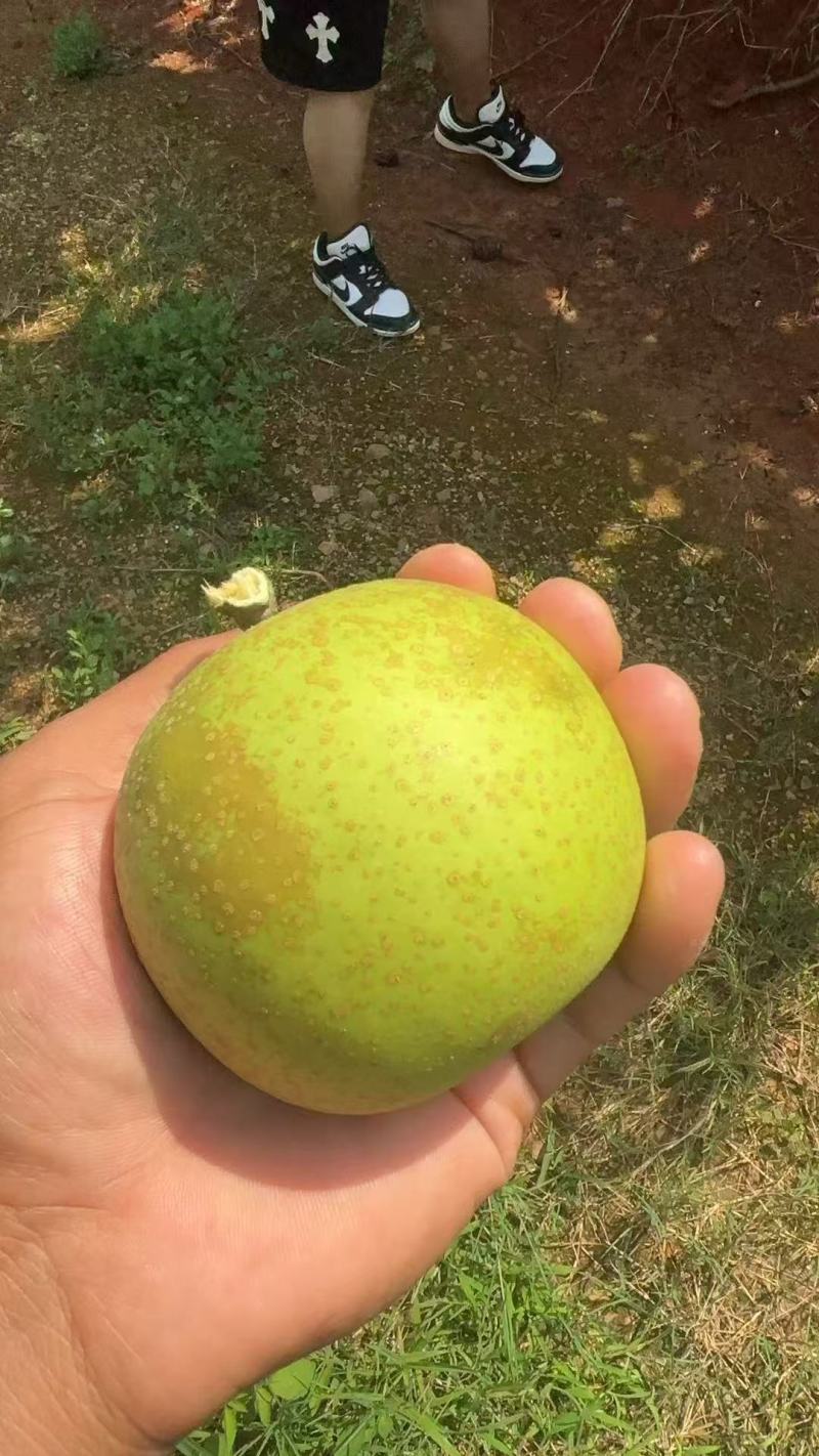 新世纪梨，糖度已达标，对接所有渠道欢迎各老板采购