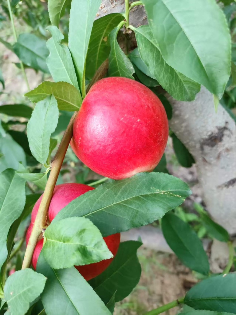 中油20桃
