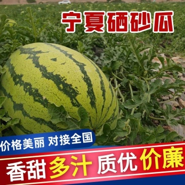 《2026》宁夏中卫硒砂瓜，石头缝里的大西瓜，一手货源