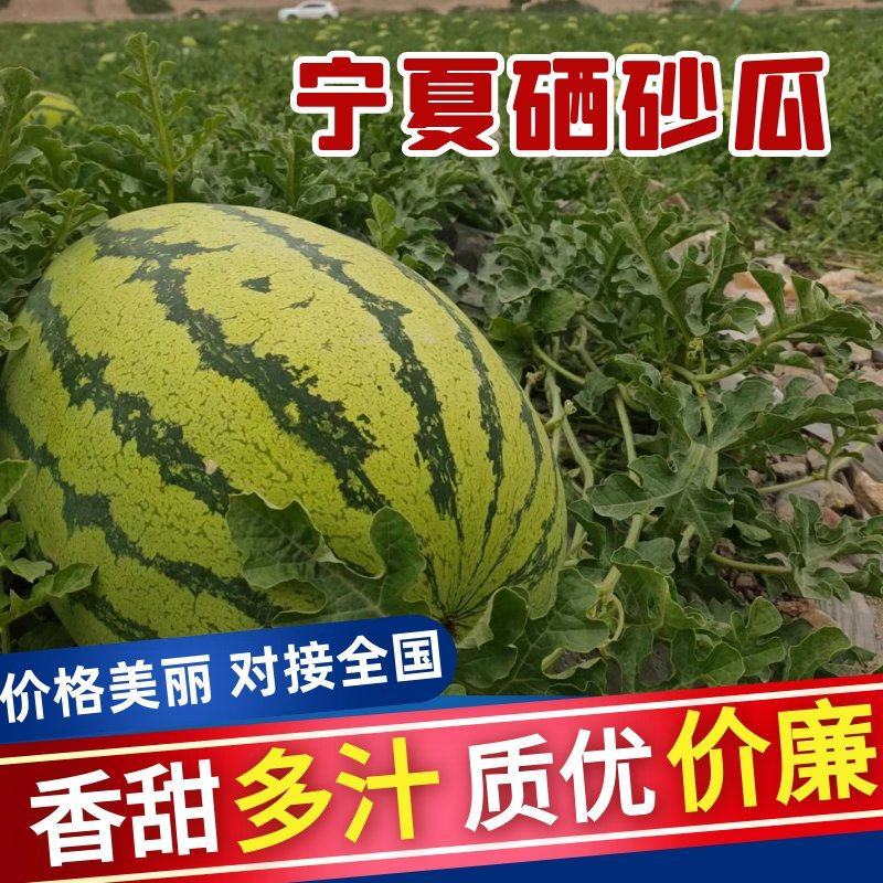 《2026》宁夏中卫硒砂瓜，石头缝里的大西瓜，一手货源