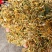 贵州省黔西南州安龙县金银花