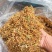 贵州省黔西南州安龙县金银花