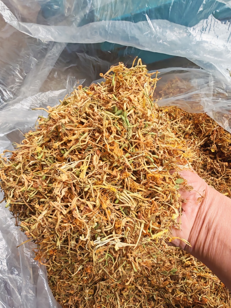 贵州省黔西南州安龙县金银花