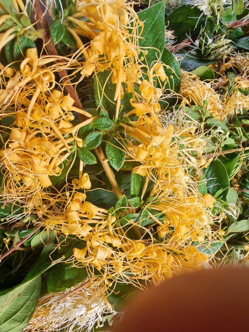 贵州省黔西南州安龙县金银花