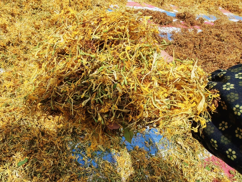 贵州省黔西南州安龙县金银花
