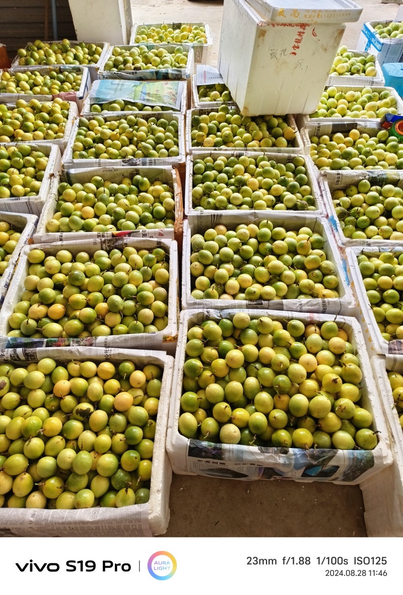 【优质商家】精品钦蜜黄金百香果现摘现发量大从优