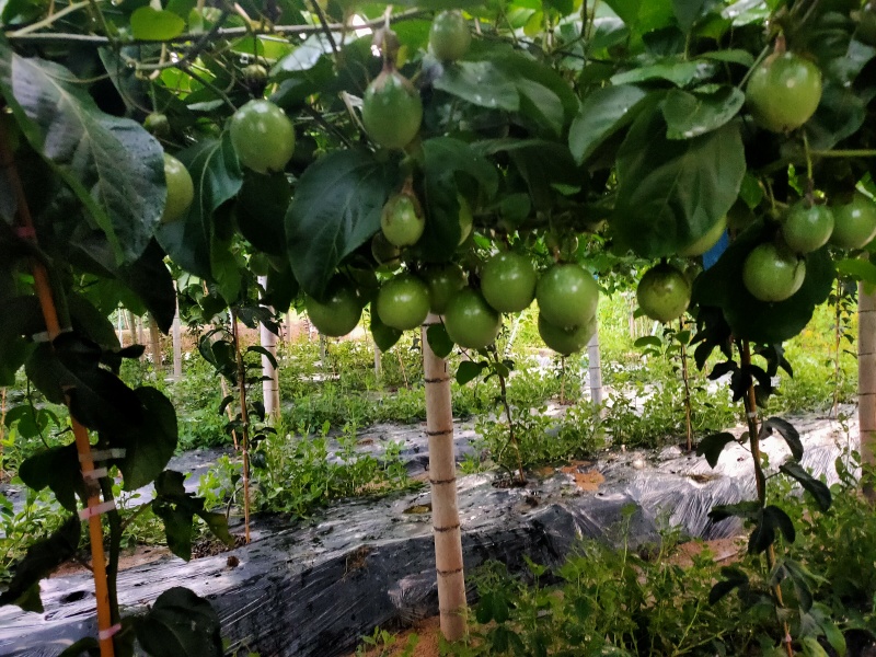 【量大优惠】江西赣南寻乌钦蜜黄金百香果品质保障对接全国