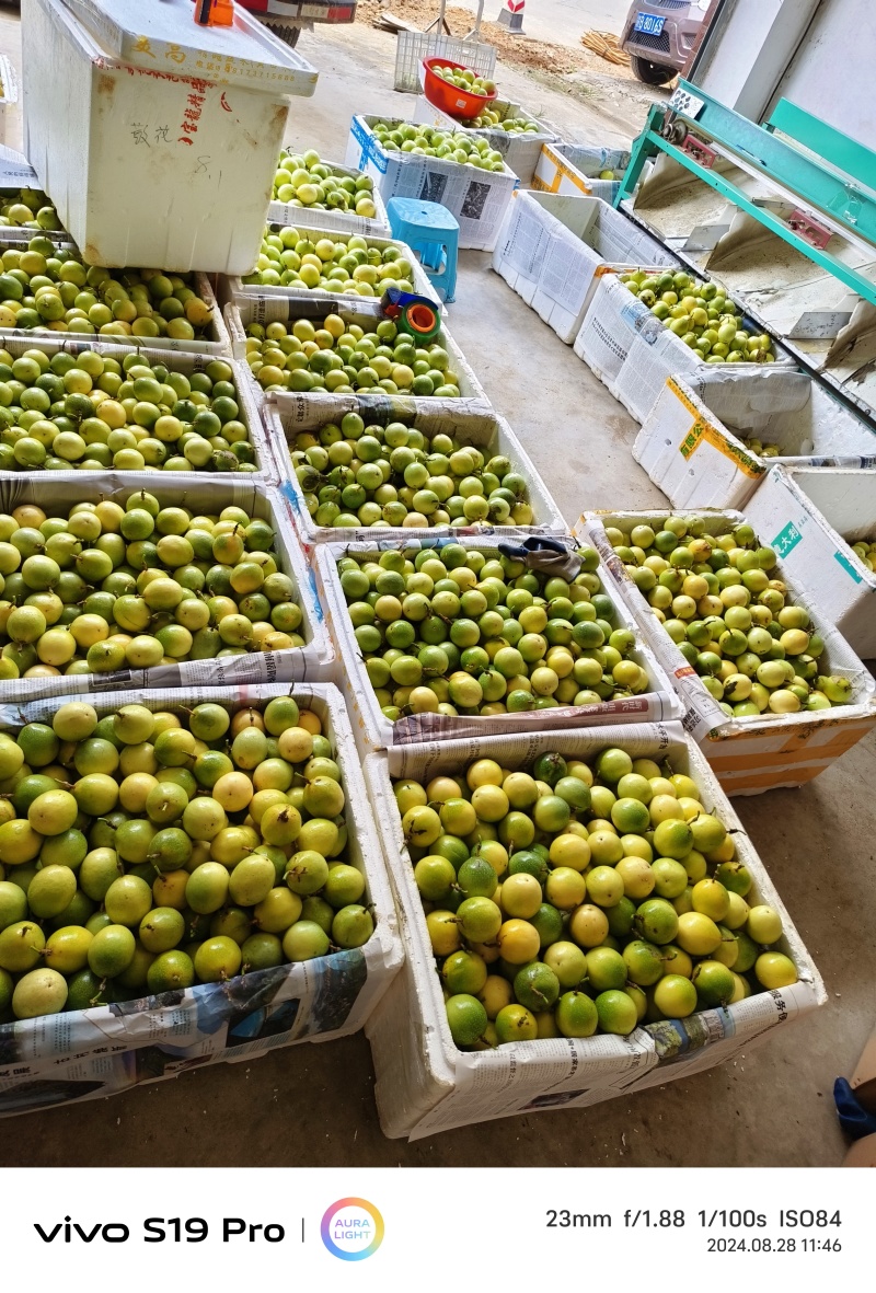 【量大优惠】江西赣南寻乌钦蜜黄金百香果品质保障对接全国