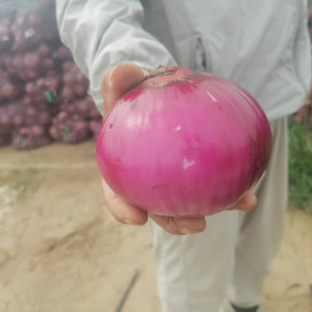河北洋葱 精品紫皮洋葱 基地直发 一手货源 可视频看货
