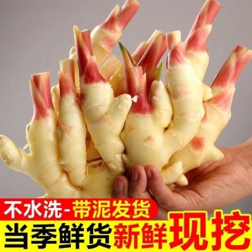 山东潍坊红芽鲜姜