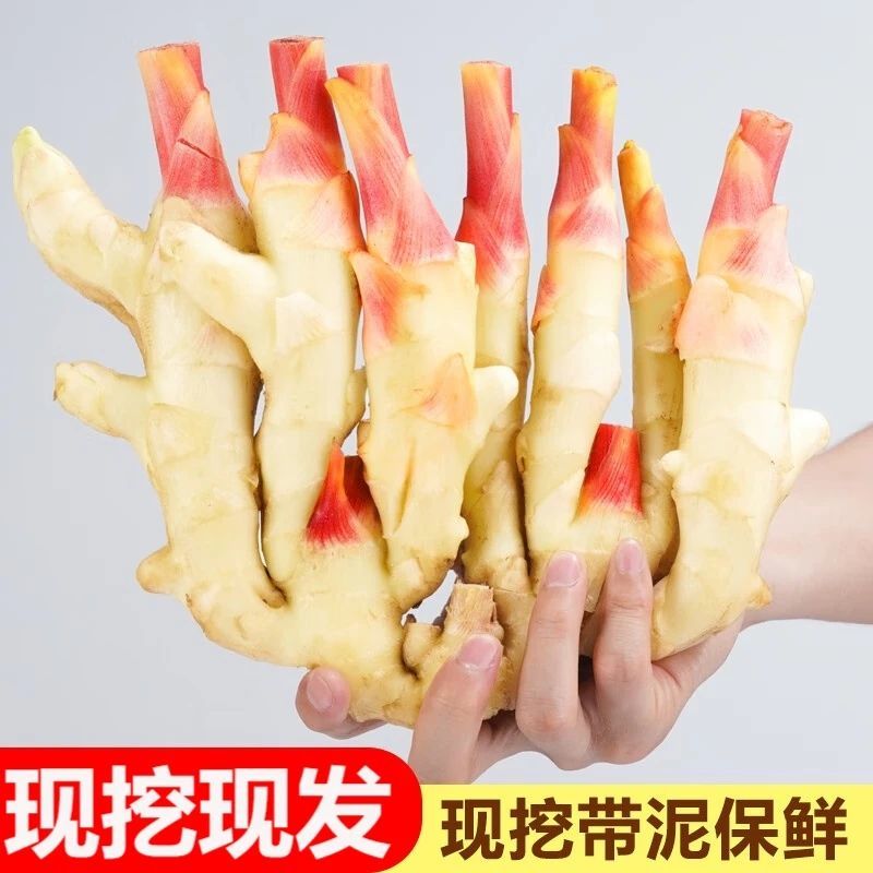 山东潍坊红芽鲜姜