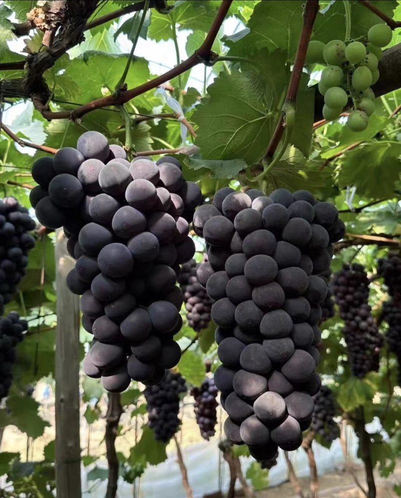 巨峰伏葡萄🍇