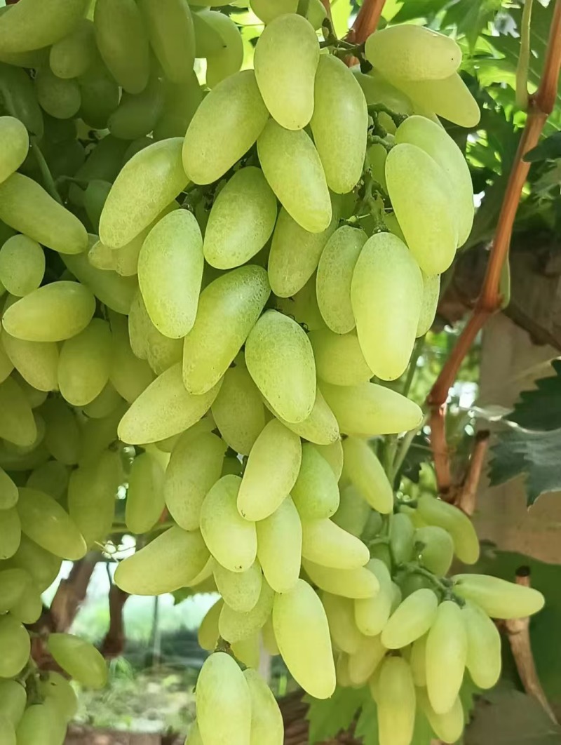 金手指葡萄