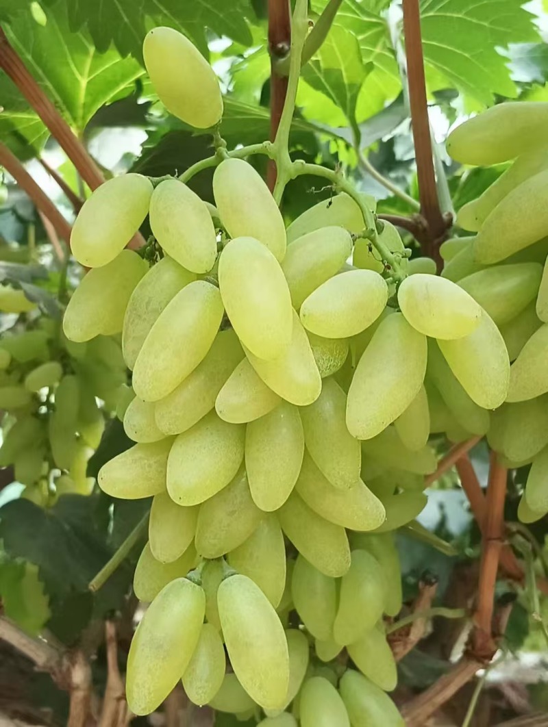 金手指葡萄