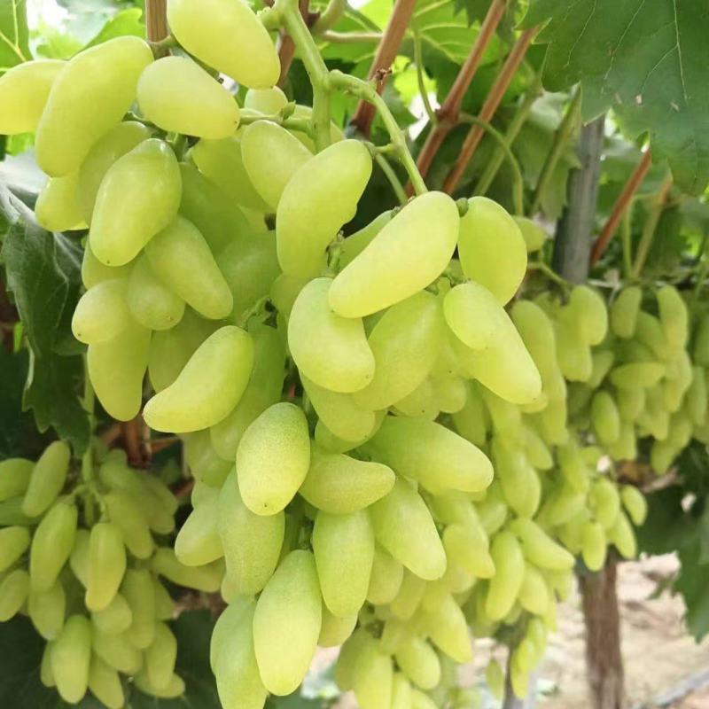 金手指葡萄