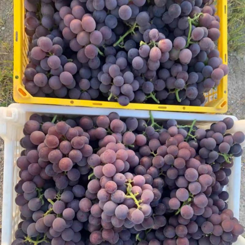 巨峰葡萄🍇